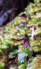 Corybas acuminatus