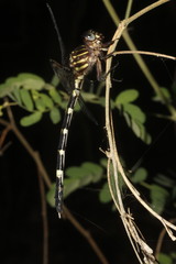 Phyllogomphoides suasus