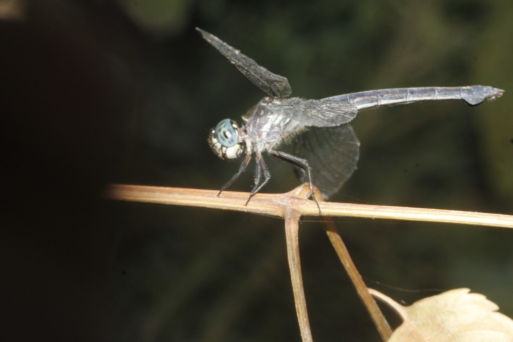 Gray-waisted Skimmer