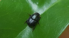 Onthophagini