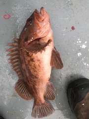 Sebastes auriculatus