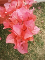 Bougainvillea