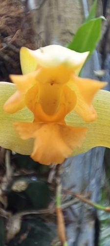 Lycaste aromatica, photograph 3