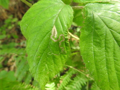 Stigmella splendidissimella
