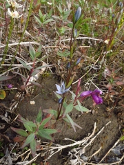 Lomatogonium rotatum