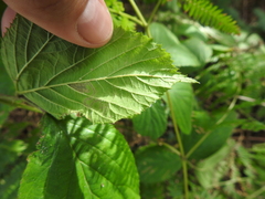 Stigmella splendidissimella