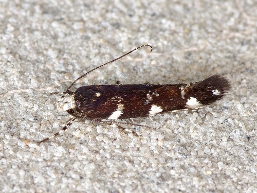 Eteobalea sexnotella