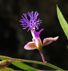 Polygala sibirica