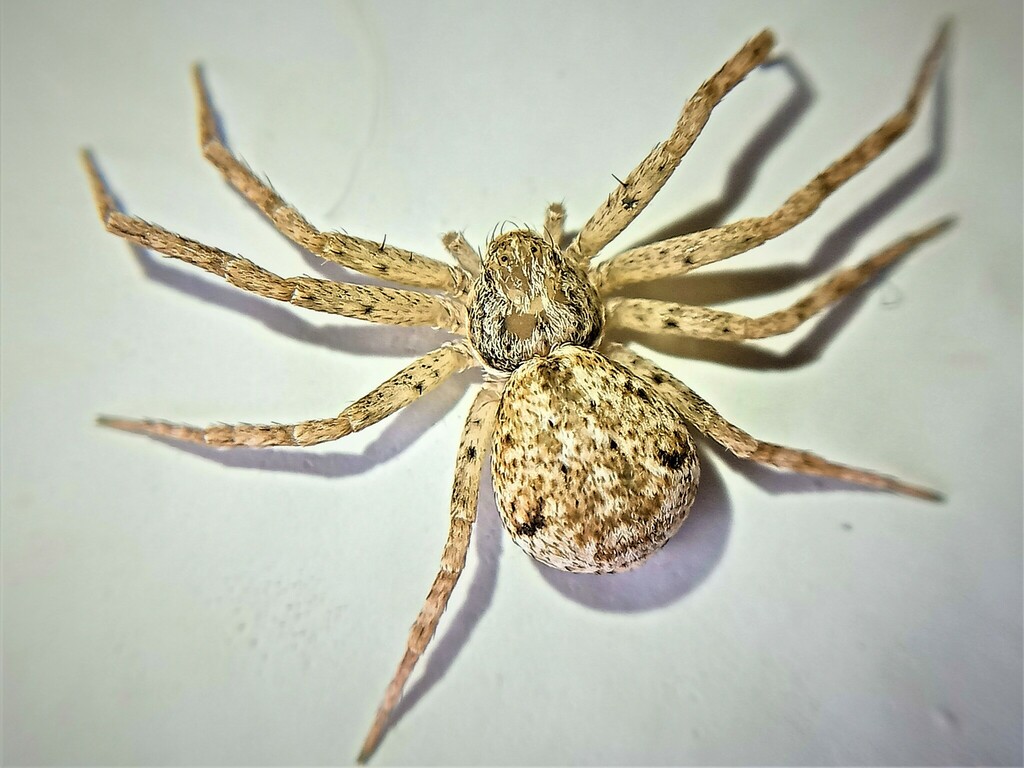 Glaucous Beautiful Running Crab Spider