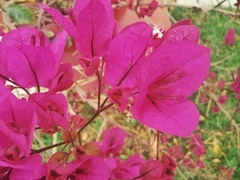 Bougainvillea