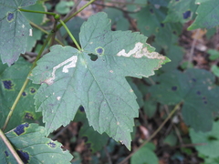 Stigmella speciosa