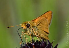 Hesperia meskei straton