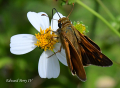 Hesperia meskei straton