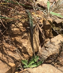 Stenocercus trachycephalus