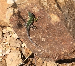 Stenocercus trachycephalus