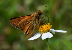 Hesperia meskei straton