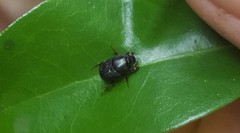 Onthophagini