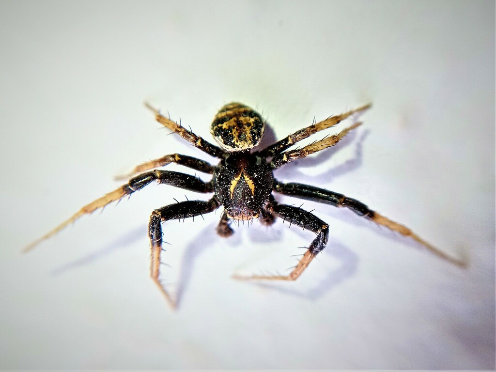 Thessalian Ground Crab Spider