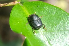 Onthophagini