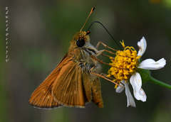 Hesperia meskei straton