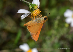 Hesperia meskei straton