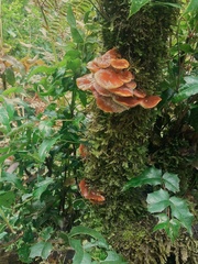 Armillaria mexicana