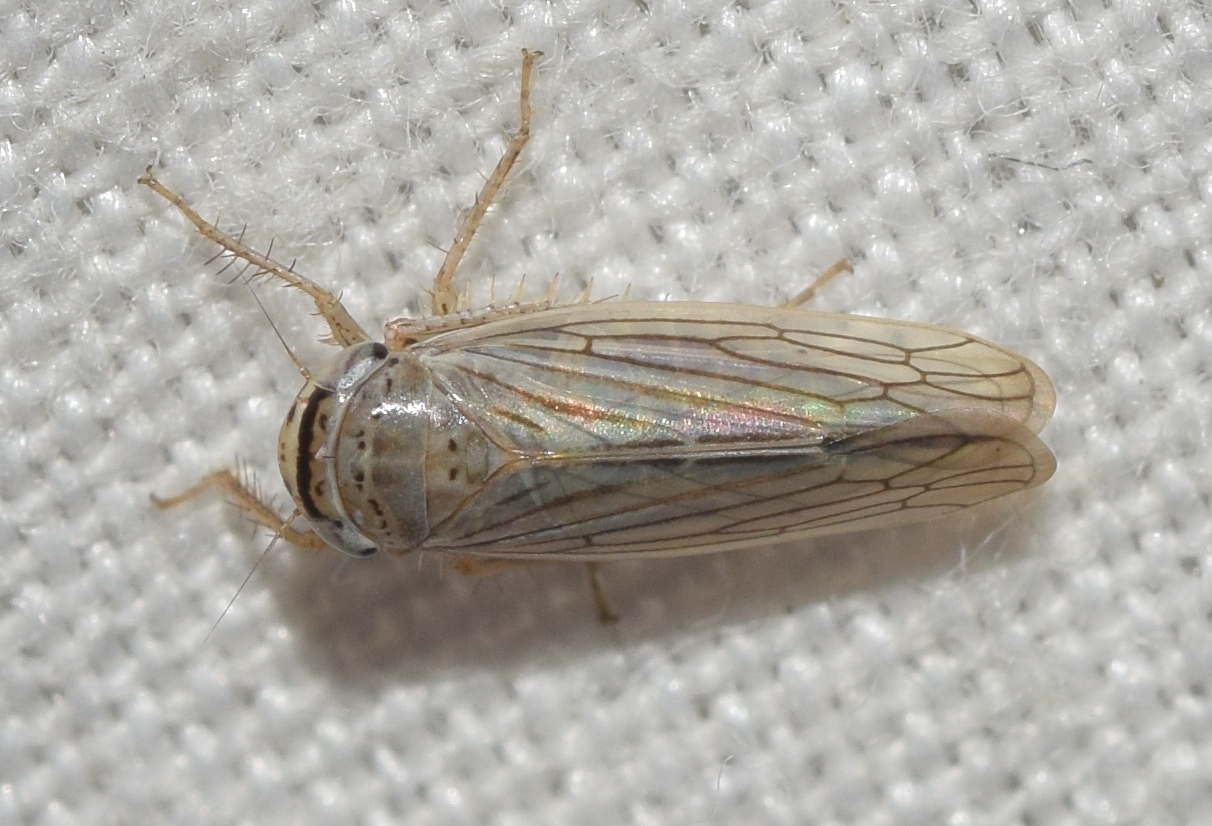 Exitianus capicola Insect Vectors of Plant Disease