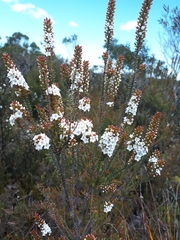 Epacris pauciflora