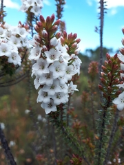 Epacris pauciflora