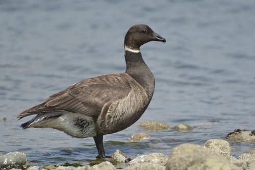 Brant, photo 8 of 9