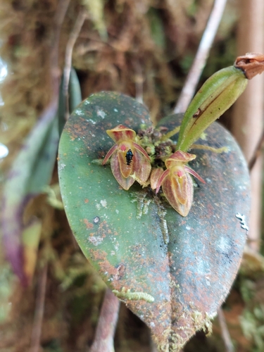 Image of Matuda's Orchid by (c) Daniel Mesa, some rights reserved (CC BY)