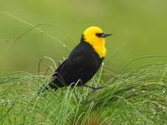 Chrysomus icterocephalus