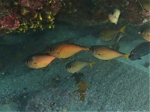 Pempheris schwenkii observed 2023-04-21
