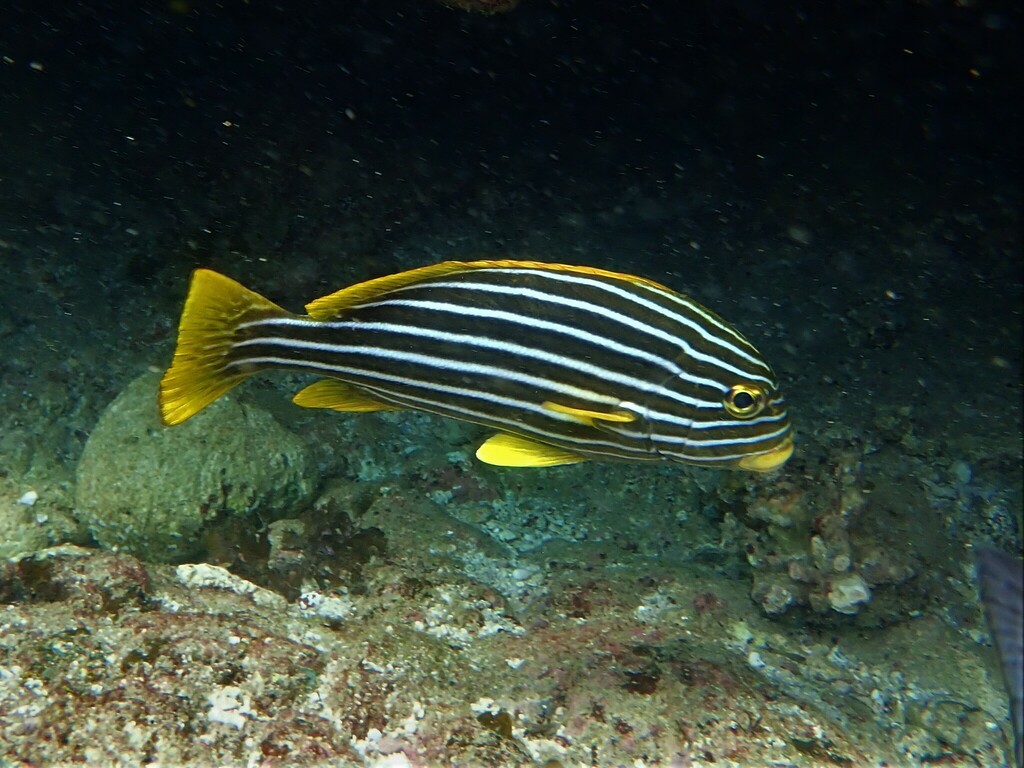 Lint-zoetlip (Plectorhinchus polytaenia) — Haemulidae