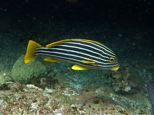 Ribboned sweetlips (Plectorhinchus polytaenia) — Haemulidae