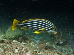 Ribbon Sweetlips
