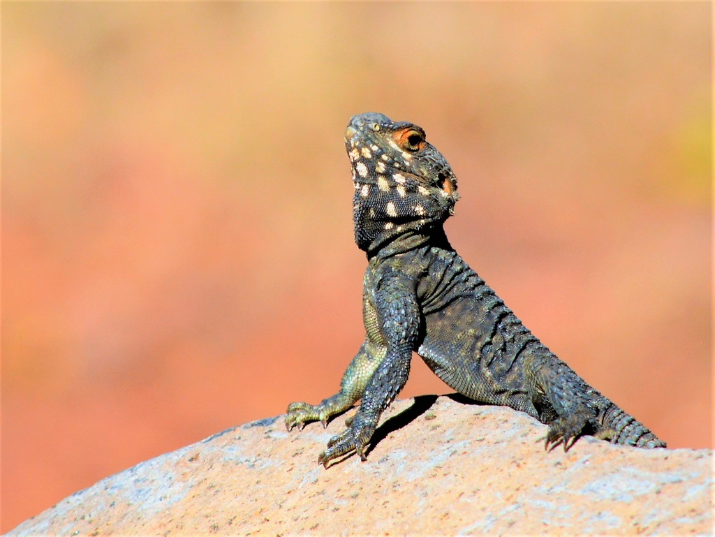 Asian Rock Agamas
