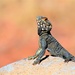 Asian Rock Agamas - Photo (c) ggaj, some rights reserved (CC BY-NC)