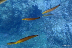 Halichoeres californicus