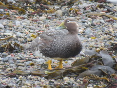 Tachyeres leucocephalus