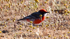 Epthianura tricolor