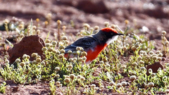 Epthianura tricolor