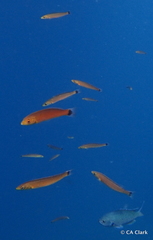 Halichoeres californicus