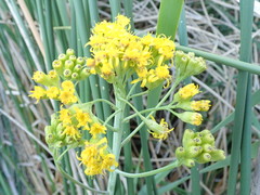 Senecio hydrophilus
