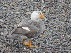 Tachyeres leucocephalus