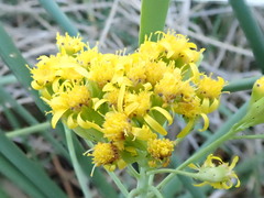 Senecio hydrophilus
