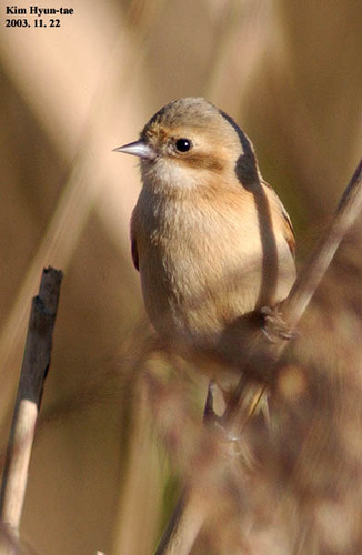 Chinese Penduline Tit (Remiz consobrinus), photo 9