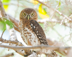 Glaucidium siju
