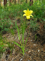Hemerocallis minor