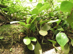 Peperomia obtusifolia